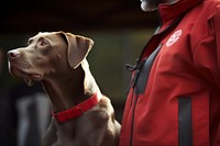 Red cross first aid dog with his trainer lifejacket clothing apparel.