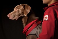 Red cross first aid dog with his trainer pointer animal canine.