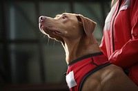 Red cross first aid dog with his trainer female lifejacket clothing.