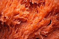 Orange coral texture invertebrate outdoors animal.