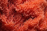 Orange coral texture invertebrate outdoors animal.