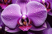 Purple orchid texture blossom flower plant.