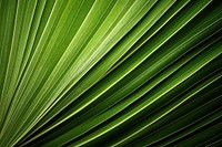 Palm leaf texture arecaceae green plant.