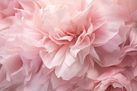 Peony texture carnation blossom flower.