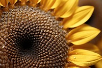 Sunflower texture asteraceae blossom produce.
