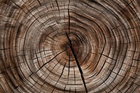 Tree texture hardwood plant stained wood.