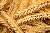 Wheat texture produce animal mammal.