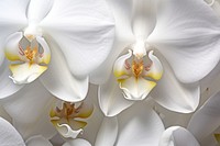 White orchid texture blossom flower person.