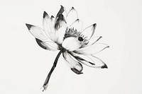 Water lily Japanese minimal art illustrated drawing.