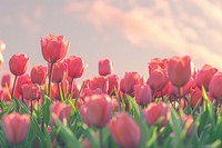 Red blooming tulips landscape outdoors scenery.
