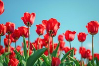 Red blooming tulips outdoors blossom scenery.