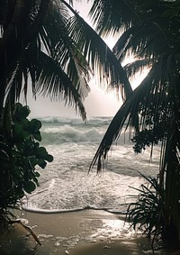 Palm trees sea shoreline outdoors.