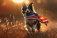 Border collie dog running holds a national flag with its mouth the American Flag american flag animal canine.