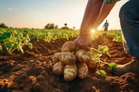 Hardworking farmers are nurturing potato field agriculture.