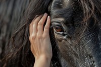 A female hand stroking a black horse head person animal mammal.