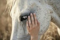 A female hand stroking a white horse head photo photography finger.
