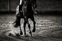 Portrait of a dressage horse in training recreation clothing footwear.