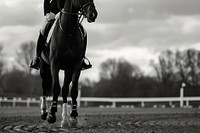 Portrait of a dressage horse in training recreation equestrian clothing.