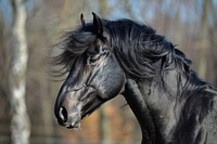 Portrait of black Andalusian Horse with long mane horse andalusian horse stallion.