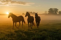 Thoroughbred horses walking in a field recreation outdoors animal.