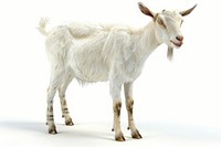 Goat livestock wildlife animal.