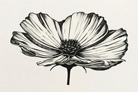 Cosmos flower illustrated asteraceae drawing.