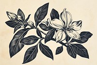Jasmine flower illustrated graphics pattern.