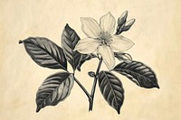 Jasmine flower illustrated drawing blossom.