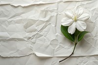Jasmine flower paper blossom plant.