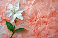 Jasmine flower paper blossom petal.