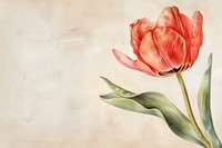 Tulip painting blossom flower.