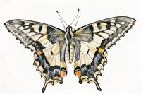Butterfly invertebrate illustrated drawing.