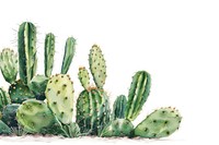 Cactus plant.