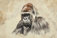 Gorilla ape wildlife animal.