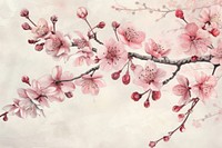 Sakura blossom flower plant.