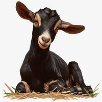 Baby cute black goat livestock animal mammal.