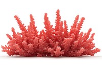 Border coral outdoors mineral crystal.
