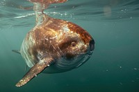 Mola Mola sunfish dolphin animal mammal.