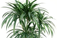 Ponytail Palm plant arecaceae tree potted plant.