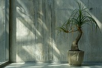Ponytail Palm plant windowsill arecaceae tree.