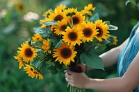 Girl hand holding bouquet of bloming sunflowers asteraceae outdoors blossom.