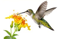 Hummingbird animal beak.