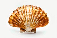 Sea Shell invertebrate astronomy seashell.