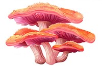 Mushroom Coral mushroom amanita fungus.
