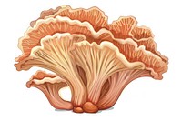 Mushroom Coral mushroom amanita jacuzzi.