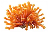 Anemone Coral invertebrate outdoors festival.
