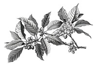 Hand drawn coffee tree branches and beans drawing illustrated sketch.