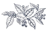 Hand drawn coffee tree branches and beans drawing illustrated graphics.