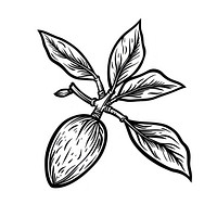 Almond tattoo flat illustration illustrated annonaceae appliance.