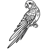 Parrot tattoo flat illustration illustrated parakeet drawing.